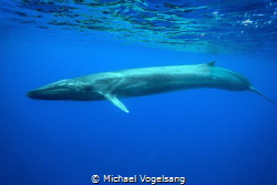 fin whale (Balaenoptera physalus)
This photo has been ma... by Michael Vogelsang 